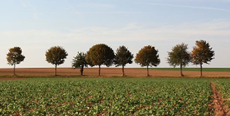 <span>Harvest:</span> July - September